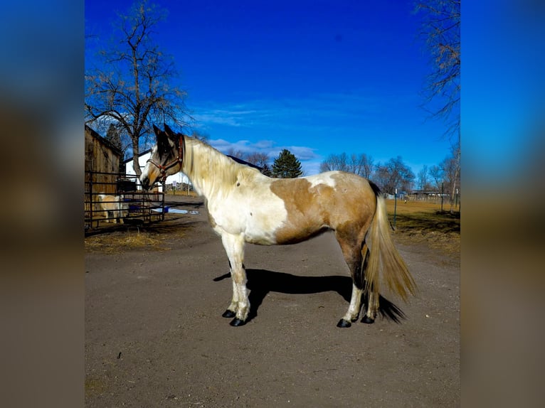 Quarter horse américain Hongre 13 Ans 152 cm Buckskin in Fort Collins, CO