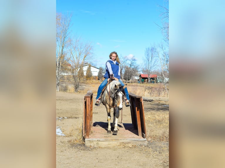 Quarter horse américain Hongre 13 Ans 152 cm Buckskin in Fort Collins, CO