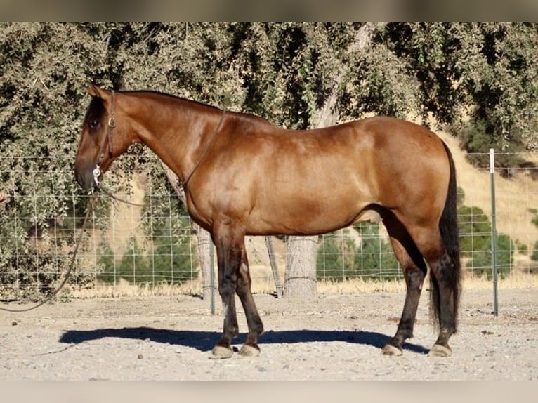 Quarter horse américain Hongre 13 Ans 152 cm Buckskin in Paicines CA
