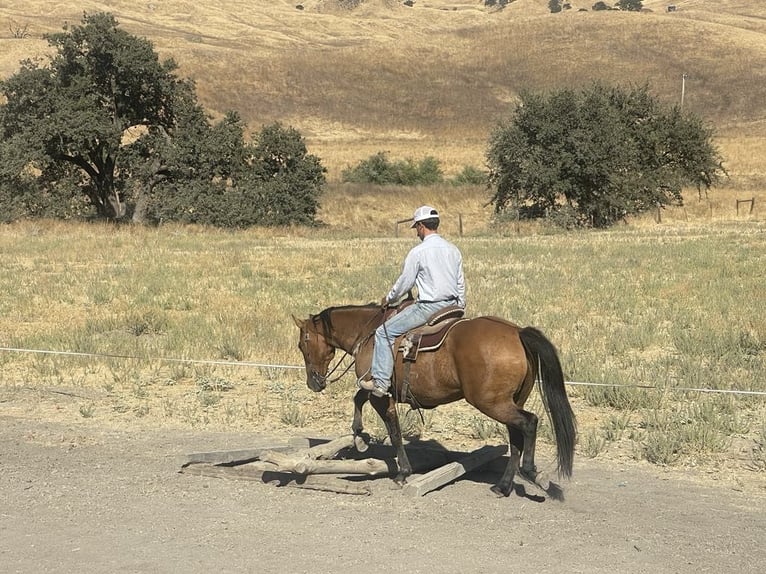 Quarter horse américain Hongre 13 Ans 152 cm Buckskin in Paicines CA