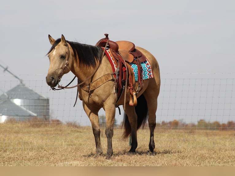 Quarter horse américain Hongre 13 Ans 152 cm Buckskin in Sanora Ky