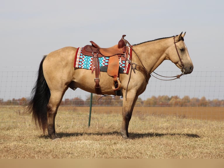 Quarter horse américain Hongre 13 Ans 152 cm Buckskin in Sanora Ky