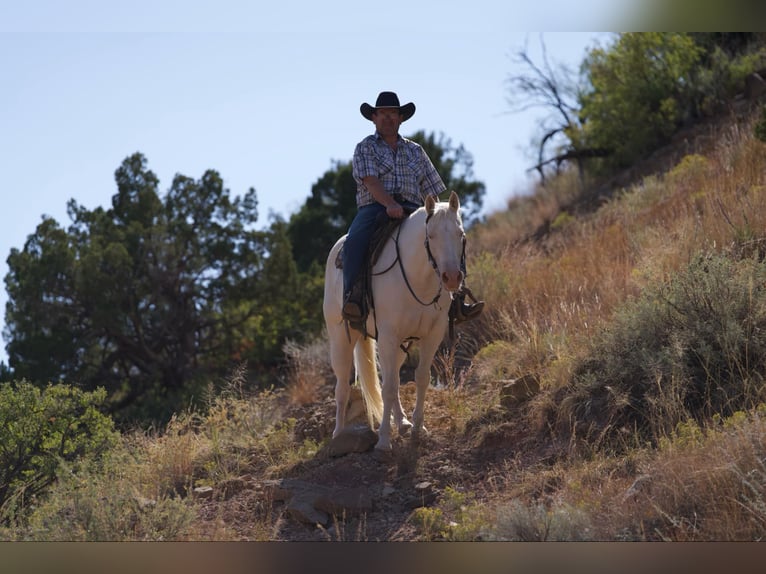 Quarter horse américain Hongre 13 Ans 152 cm Cremello in Lisbon IA