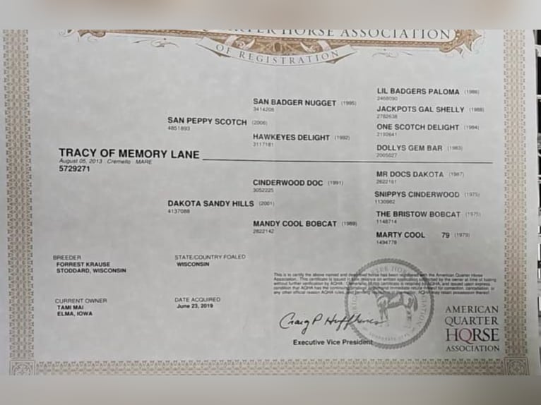 Quarter horse américain Hongre 13 Ans 152 cm Cremello in Lisbon IA