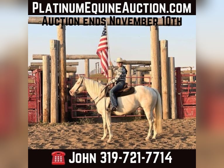 Quarter horse américain Hongre 13 Ans 152 cm Cremello in Lisbon IA