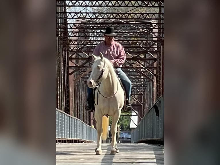 Quarter horse américain Hongre 13 Ans 152 cm Cremello in Lisbon IA