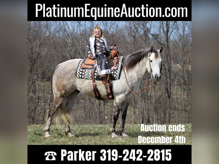 Quarter horse américain Hongre 13 Ans 152 cm Gris pommelé in Brodhead Ky