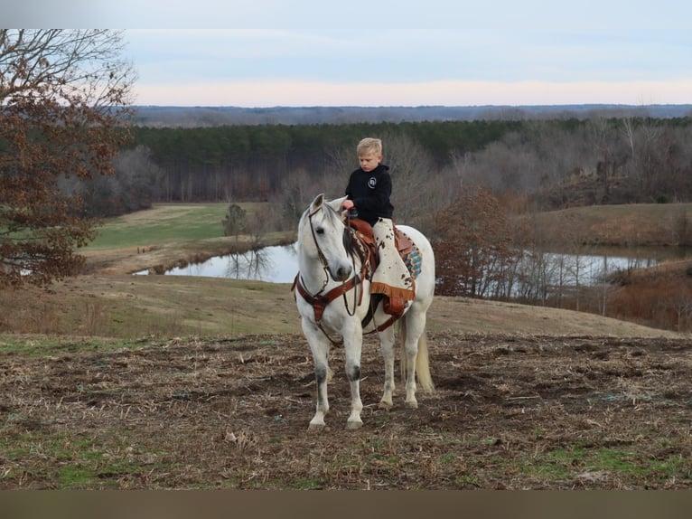 Quarter horse américain Hongre 13 Ans 152 cm Gris in Baldwyn, MS