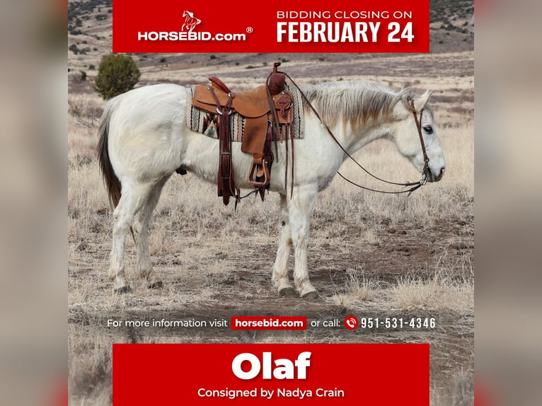 Quarter horse américain Hongre 13 Ans 152 cm Gris in Camp Verde, AZ