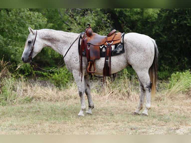 Quarter horse américain Hongre 13 Ans 152 cm Gris in Lipan TX