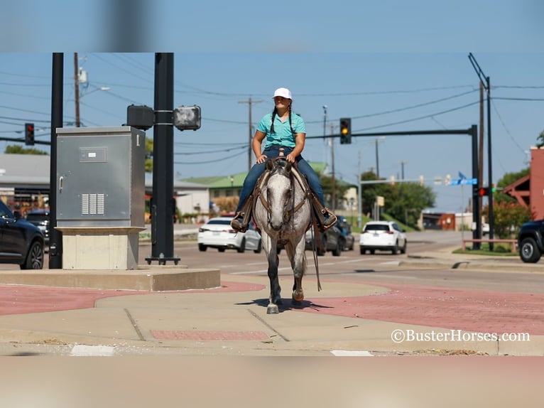 Quarter horse américain Hongre 13 Ans 152 cm Gris in Weatherford TX