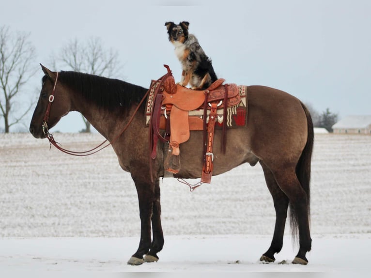 Quarter horse américain Hongre 13 Ans 152 cm Grullo in Beaver Springs, PA