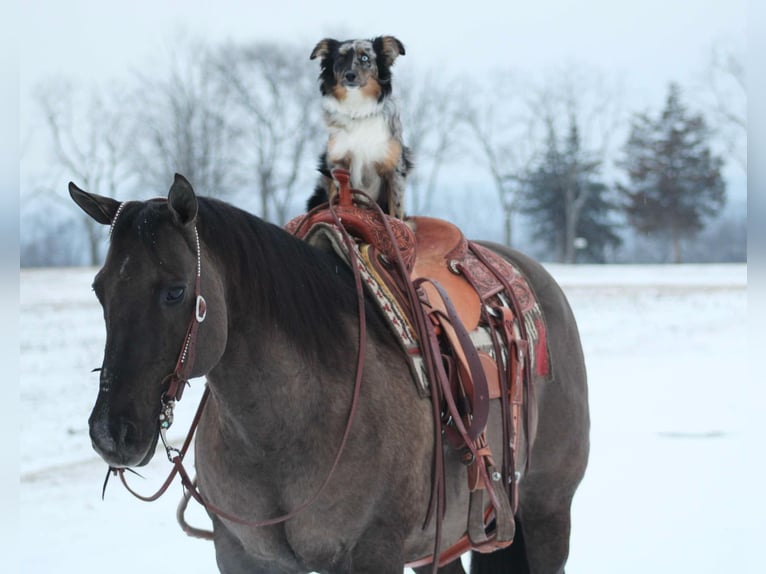 Quarter horse américain Hongre 13 Ans 152 cm Grullo in Beaver Springs, PA