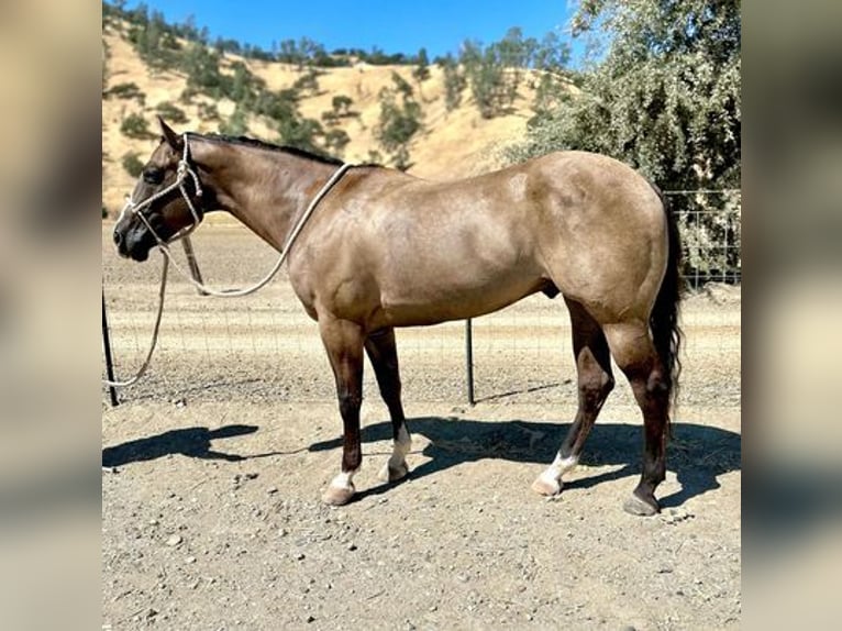 Quarter horse américain Hongre 13 Ans 152 cm Grullo in Ramona, CA
