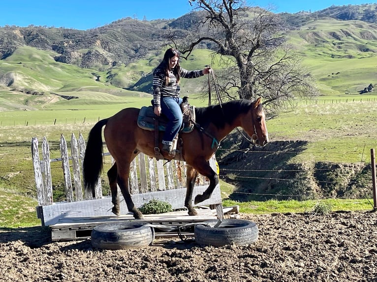 Quarter horse américain Hongre 13 Ans 152 cm Isabelle in King CIty KA