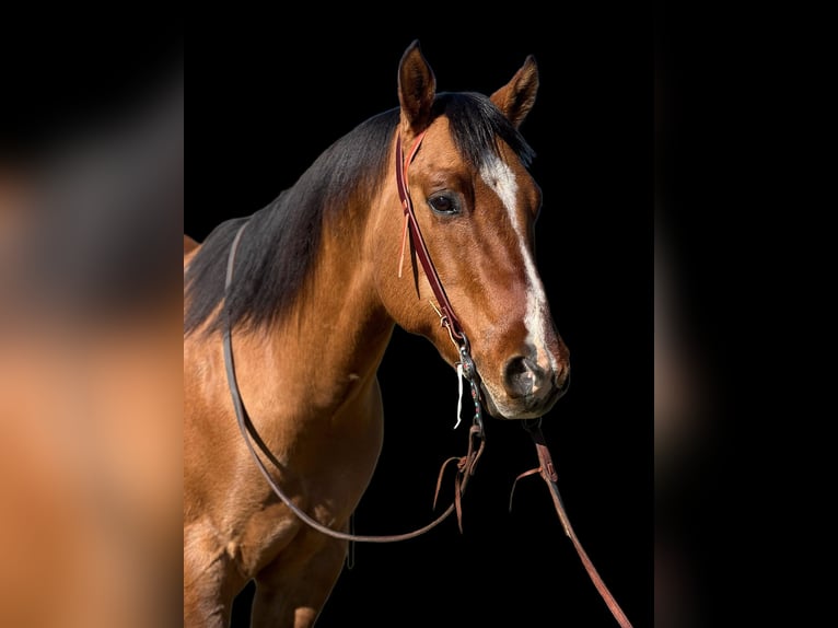 Quarter horse américain Hongre 13 Ans 152 cm Isabelle in King CIty KA