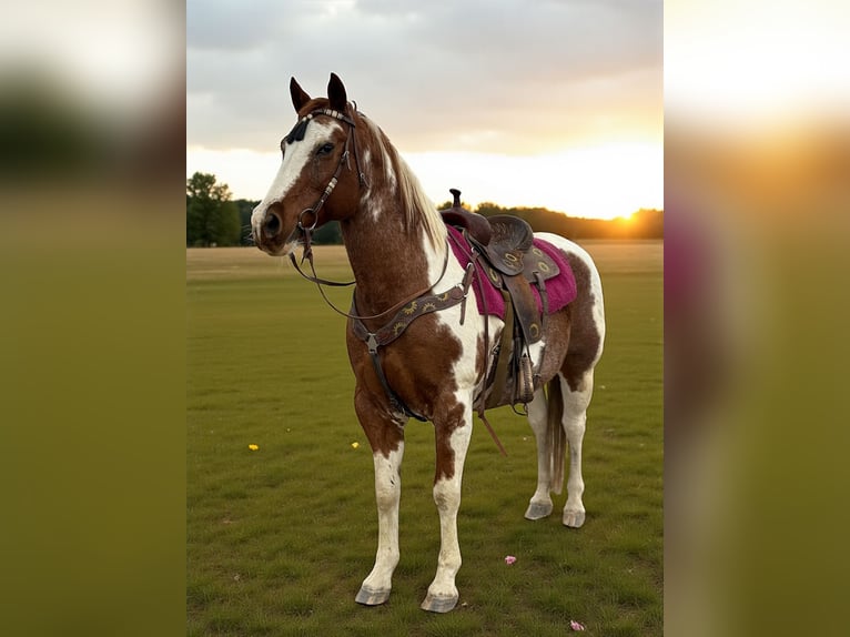 Quarter horse américain Hongre 13 Ans 152 cm Overo-toutes couleurs in Fort Collins