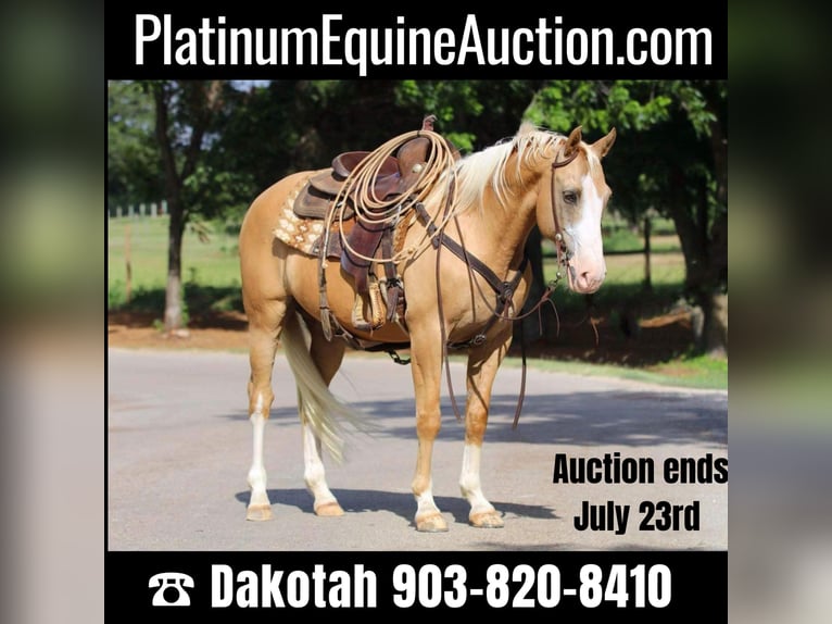 Quarter horse américain Hongre 13 Ans 152 cm Palomino in Cleburne TX