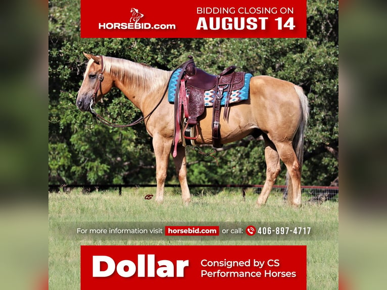 Quarter horse américain Hongre 13 Ans 152 cm Palomino in Jacksboro, TX