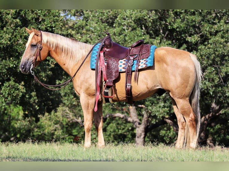 Quarter horse américain Hongre 13 Ans 152 cm Palomino in Jacksboro, TX