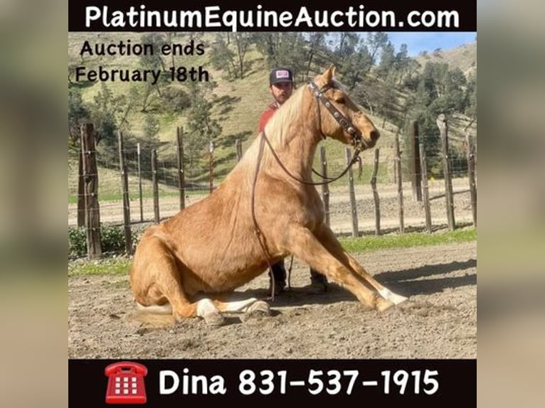 Quarter horse américain Hongre 13 Ans 152 cm Palomino in Paicines, CA