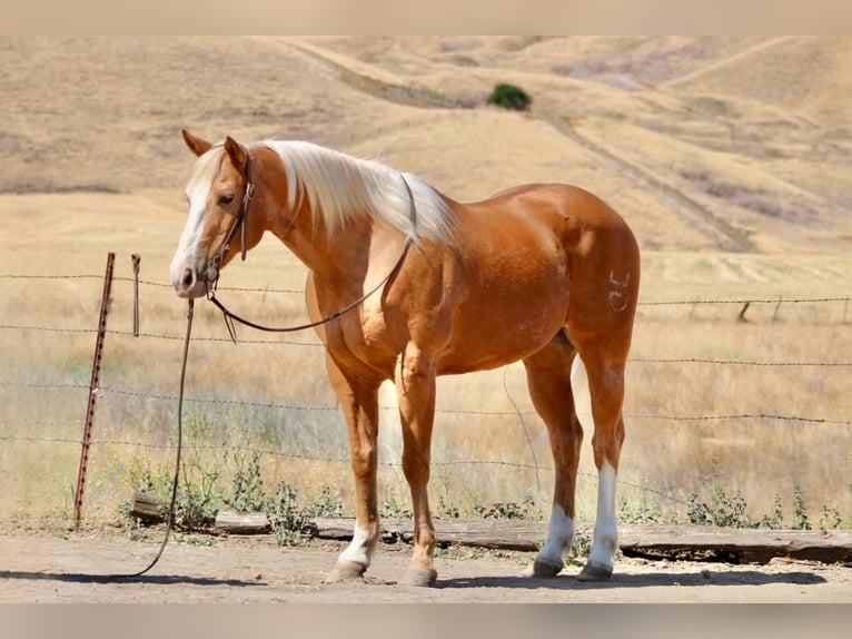 Quarter horse américain Hongre 13 Ans 152 cm Palomino in Bitterwater CA