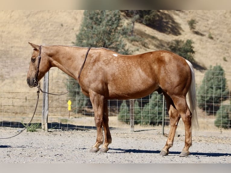 Quarter horse américain Hongre 13 Ans 152 cm Palomino in Paicines CA