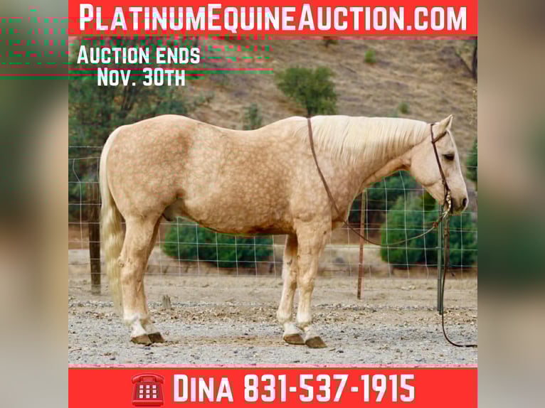 Quarter horse américain Hongre 13 Ans 152 cm Palomino in Paicines CA