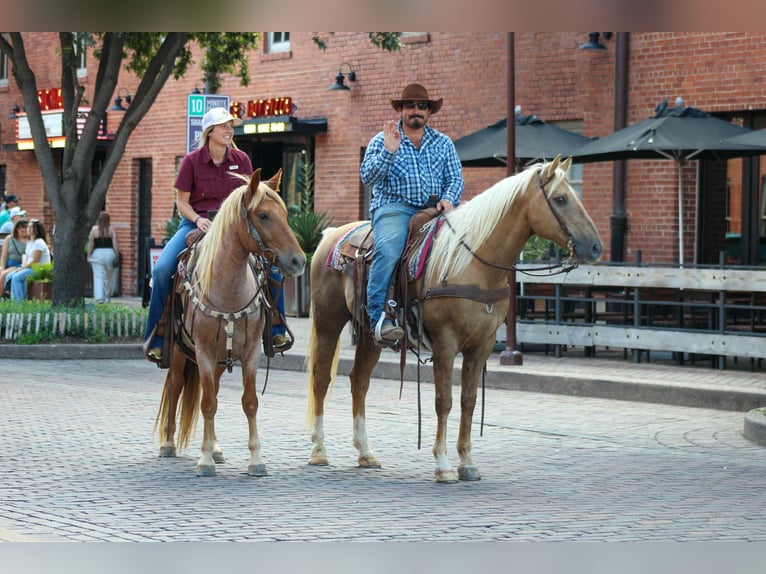 Quarter horse américain Hongre 13 Ans 152 cm Palomino in Stephenville TX