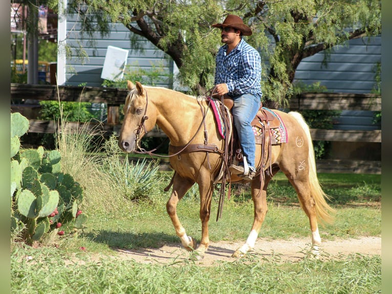 Quarter horse américain Hongre 13 Ans 152 cm Palomino in Stephenville TX