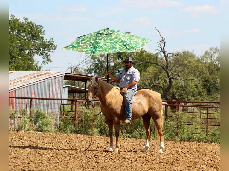 Quarter horse américain Hongre 13 Ans 152 cm Palomino in Stephenville TX