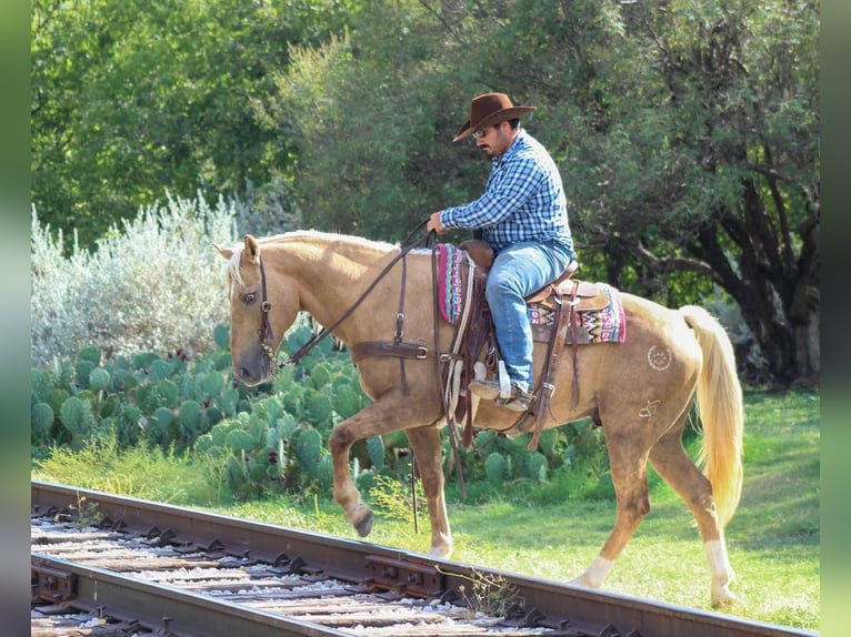 Quarter horse américain Hongre 13 Ans 152 cm Palomino in Stephenville TX