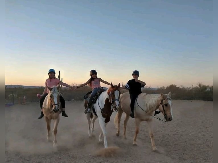 Quarter horse américain Hongre 13 Ans 152 cm Palomino in Sahuarita, AZ