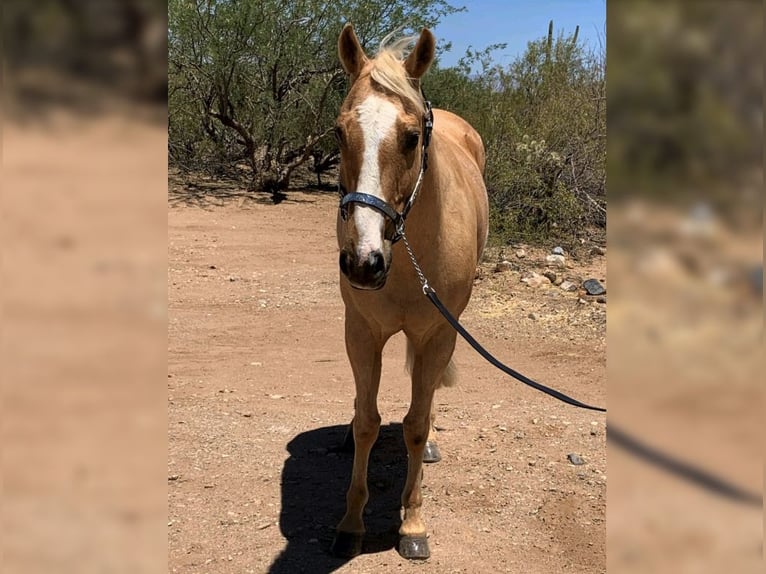 Quarter horse américain Hongre 13 Ans 152 cm Palomino in Sahuarita, AZ