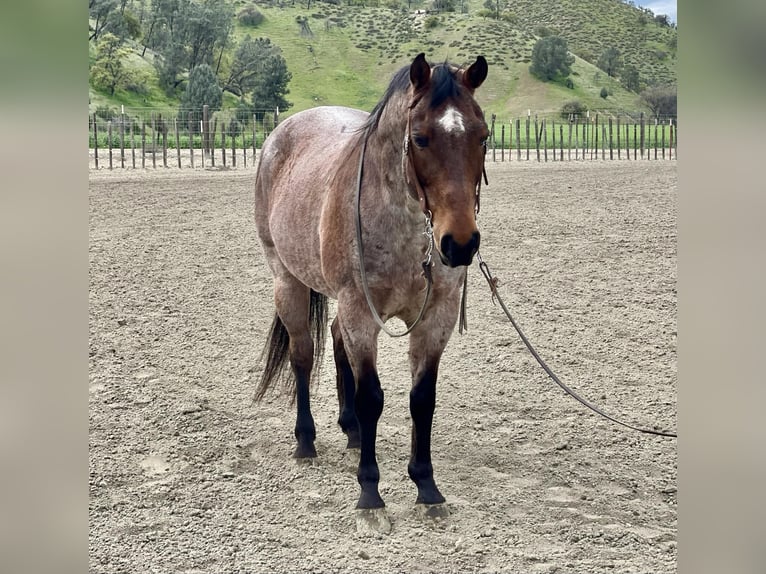 Quarter horse américain Hongre 13 Ans 152 cm Roan-Bay in PAICINES, CA