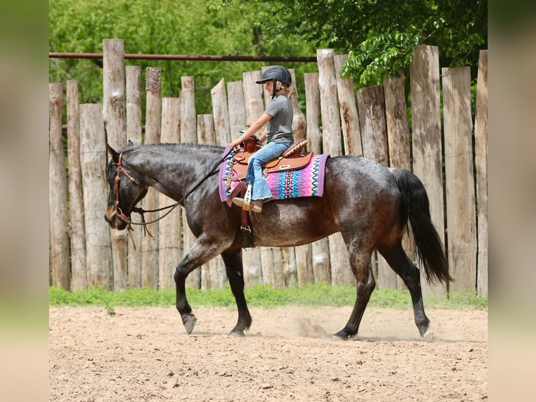 Quarter horse américain Hongre 13 Ans 152 cm Roan-Bay in Athens
