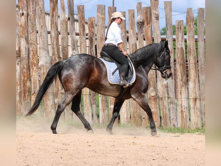 Quarter horse américain Hongre 13 Ans 152 cm Roan-Bay in Athens