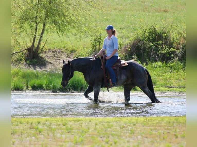 Quarter horse américain Hongre 13 Ans 152 cm Roan-Bay in Athens