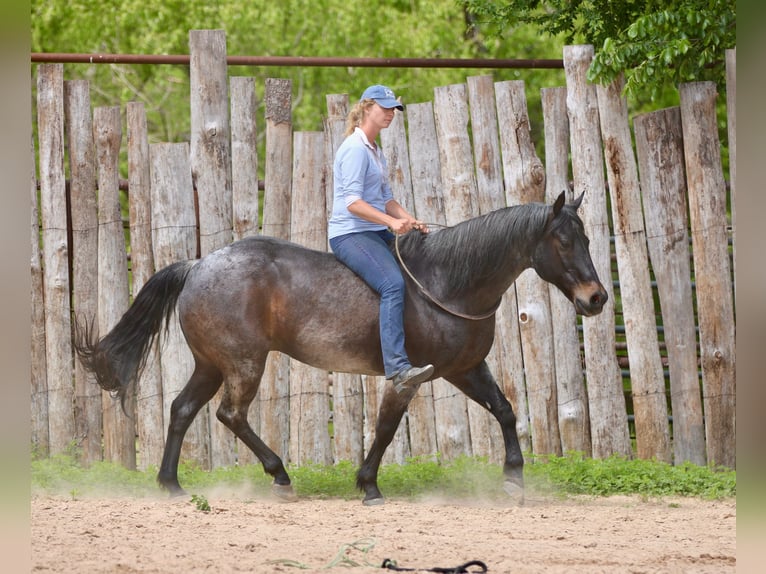 Quarter horse américain Hongre 13 Ans 152 cm Roan-Bay in Athens
