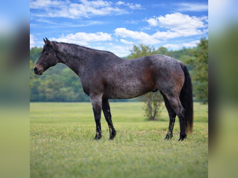 Quarter horse américain Hongre 13 Ans 152 cm Roan-Bay in Athens