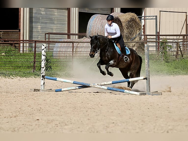 Quarter horse américain Hongre 13 Ans 152 cm Roan-Bay in Athens