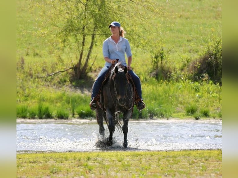 Quarter horse américain Hongre 13 Ans 152 cm Roan-Bay in Athens