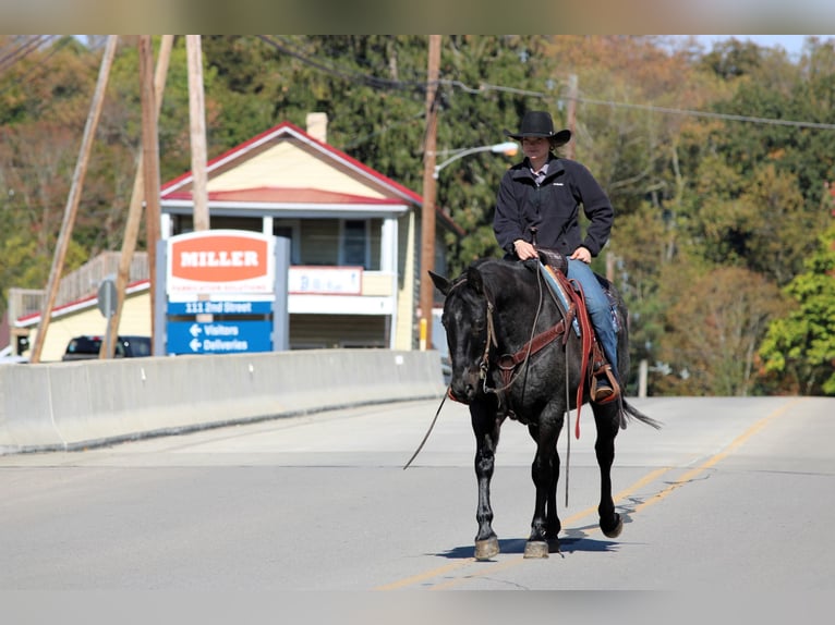 Quarter horse américain Hongre 13 Ans 152 cm Rouan Bleu in Clarion