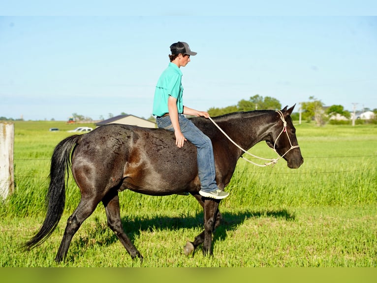 Quarter horse américain Hongre 13 Ans 152 cm Rouan Bleu in Corsica