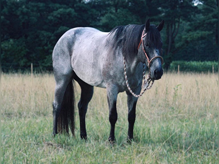 Quarter horse américain Hongre 13 Ans 152 cm Rouan Bleu in North Judson IN