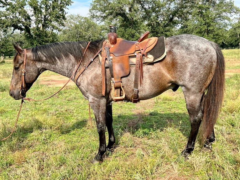 Quarter horse américain Hongre 13 Ans 152 cm Rouan Bleu in Weatherford TX