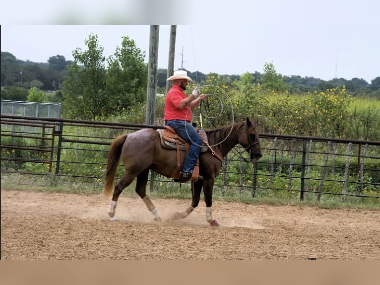 Quarter horse américain Hongre 13 Ans 152 cm Rouan Rouge in Stephenville