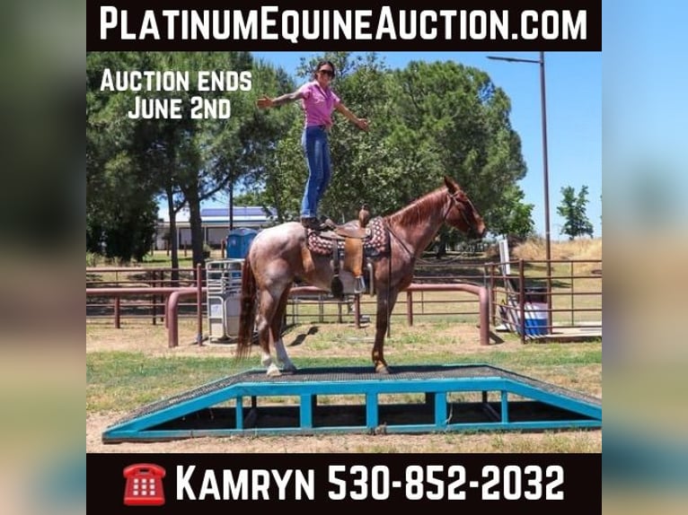 Quarter horse américain Hongre 13 Ans 152 cm Rouan Rouge in Pleasant Grove CA