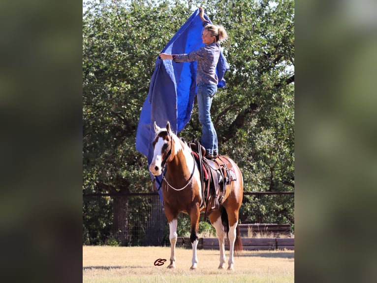 Quarter horse américain Hongre 13 Ans 152 cm Tobiano-toutes couleurs in Jacksboro TX