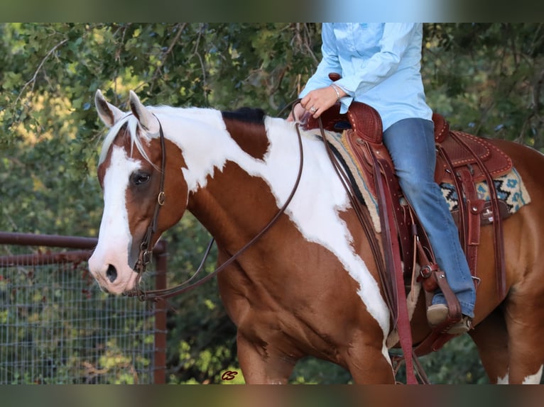 Quarter horse américain Hongre 13 Ans 152 cm Tobiano-toutes couleurs in Jacksboro TX